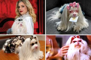 meg-maria-antonieta-cadelinha-polar-quem-ama-cuida (1)